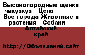 Высокопородные щенки чихуахуа › Цена ­ 25 000 - Все города Животные и растения » Собаки   . Алтайский край